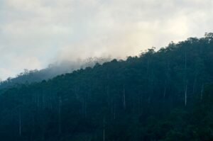 Nuwara Eliya Unveils New Museum Celebrating Sri Lanka’s 139-Year Forestry Heritage