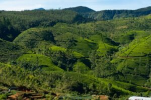 Savoring Ceylon: Anantara’s Tea Sommelier Unveils Sri Lanka’s Rich Brew Heritage