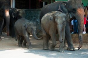 Documenting Coexistence and Crisis: Federico Borella Photographs Sri Lanka’s Human-Elephant Conflict