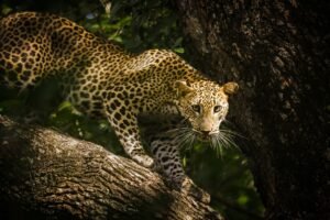 Drought Forces Partial Closure of Sri Lanka’s Famed Yala National Park to Protect Wildlife