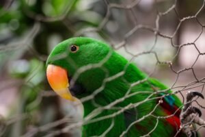 Authorities Foil Smuggling Attempt: 101 Birds Seized from Foreign National at Jakarta Airport