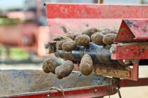 Bangladesh to Send Trade Delegation to Sri Lanka to Boost Potato Exports