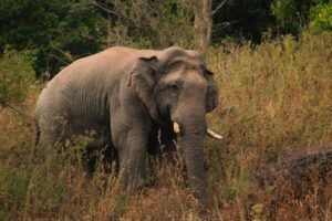 Two Killed in Separate Wild Elephant Attacks in Meegalewa and Aralaganwila