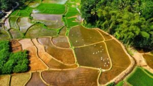 Sri Lanka Elevates Food Industry with Shift to Value-Added Exports
