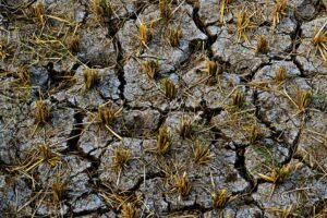 Severe El Niño Drought Hits Sri Lankan Farms, Threatening Food Security