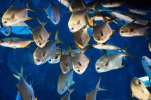 Rare Fish Species Rediscovered in Sri Lanka After Nearly 200 Years