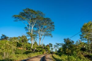 Sri Lanka Showcases Tea Country Rail, Temples, and Traditions on Industry Familiarization Tour