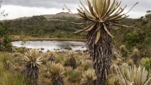 Botanists Rediscover Rare Plant Species in Sri Lanka After 170 Years