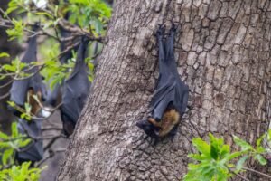 Real-Life ‘Batman’: Tourist’s Wild Encounter in Sri Lanka Goes Viral