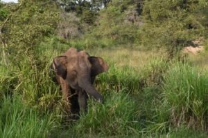 Sri Lanka Set to Designate 20 Additional Forests as Protected Reserves