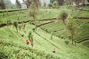 Sipping Ceylon: How Anantara’s Tea Expert Celebrates Sri Lanka’s Rich Heritage