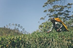 Sri Lanka and Kenya Forge Strategic Partnership to Elevate Global Tea Sector