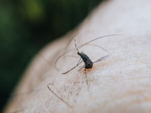 Sri Lanka Health Crisis Deepens as Dengue Cases Surge Past 97,000