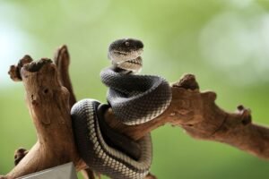 At 86, Sri Lanka’s ‘Father of Herpetology’ Inspires a New Generation of Conservationists