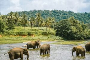 Sri Lanka Explores Feasibility of Hosting Global Miss Universe Pageant