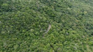 Burnt Coconut Bait Leads to Discovery of New Endemic Species in Sri Lanka