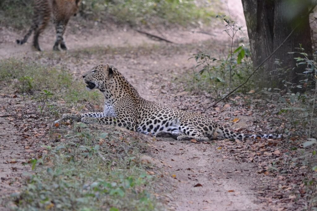 leopard, sri lanka, wildlife, nature, animal, wild, leopard, leopard, leopard, sri lanka, sri lanka, sri lanka, sri lanka, sri lanka