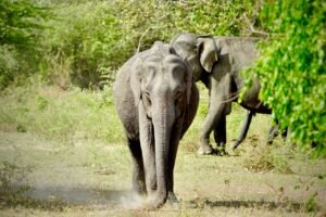 Wild Elephant Transferred from Polonnaruwa to Udawalawe Transit Home for Medical Treatment