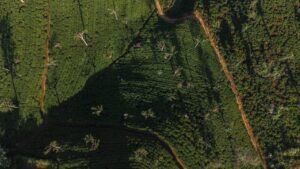Beyond El Niño: Sri Lanka’s Plantation Sector Focuses on Building Lasting Climate Resilience