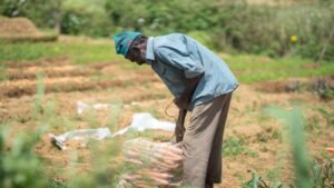 Unlocking Sri Lanka’s Agrifood Potential Through High-Value and Export-Oriented Agribusiness