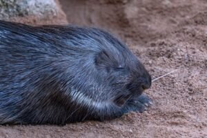 Brutal Attack and Killing of Porcupine Sparks Alarm Over Wildlife Safety in Sri Lanka