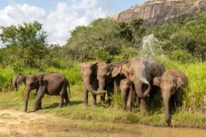 Sri Lanka Emerges as a Accessible Wildlife Destination Four Hours from Singapore
