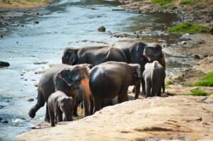 Sri Lanka Highlighted as Global Wildlife Paradise Amid Growing Eco-Tourism Interest