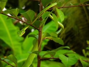 Sri Lanka’s 63 Endemic Snake Species Take Center Stage at Global Congress