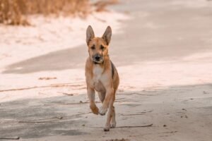 Durham Veterinarian Set to Run Across Sri Lanka to Raise Funds for New Animal Hospital