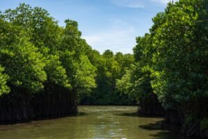 Preserving Coastal Ecosystems: Inside Sri Lanka’s Ambitious Mangrove Conservation Efforts