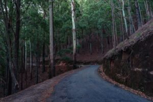 Sri Lanka’s Wild Cinnamon Trees Unveil Rich Spectrum of Hidden Chemical Treasures