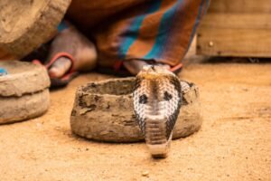 Sri Lanka Faces Major Public Health Challenge with Nearly 10,000 Snakebites Reported Annually