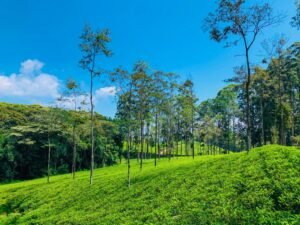 Vetiver Grass Terraces Drastically Reduce Fertilizer Runoff Across Sri Lanka’s Steep Tea Lands