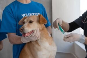 GMOA Warns Proposed Dog Vaccination Law Could Disrupt Sri Lanka’s Rabies Control Program