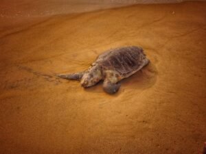Satellite Study Reveals Tagged Odisha Olive Turtle Completed 6,719 km Migration to Sri Lanka